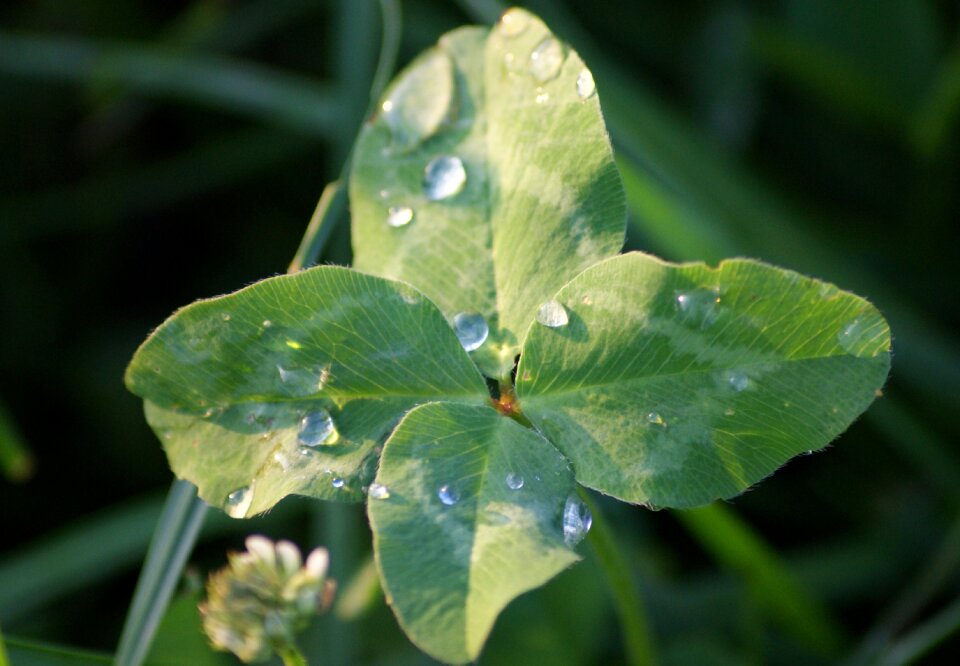 Four leaf clover luck vierblättrig