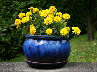 Blue garden plant