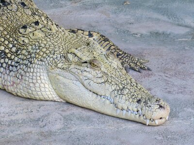 Dangerous predator carnivores