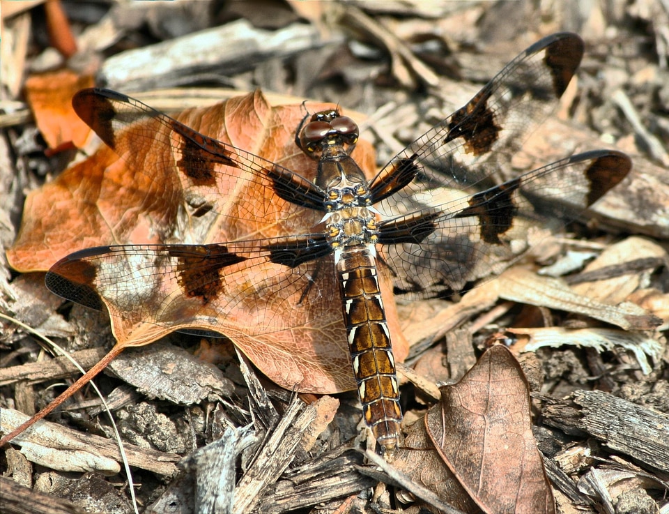 Brown dragonfly butterfly insect photo