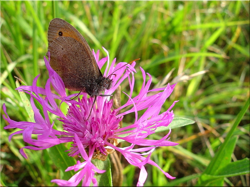 Butterfly meadow nature