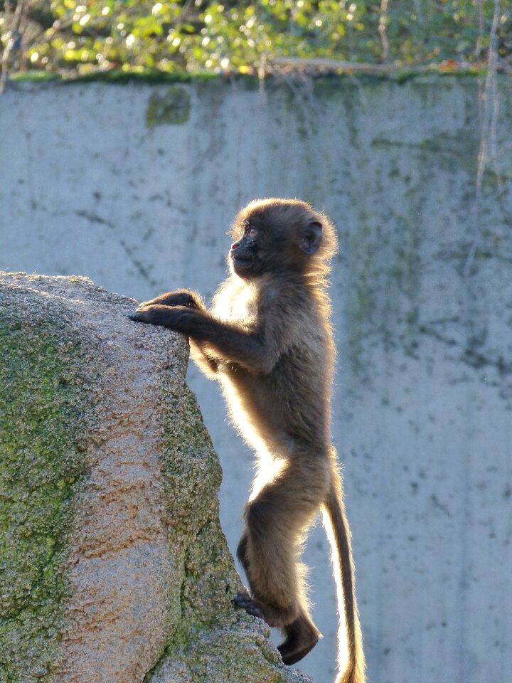 Dschelada ape baby mammal