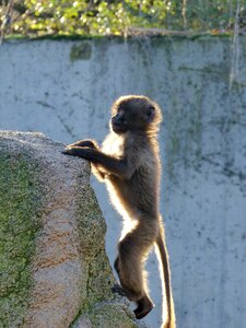 Dschelada ape baby mammal photo