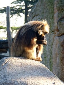 Males animal mammal