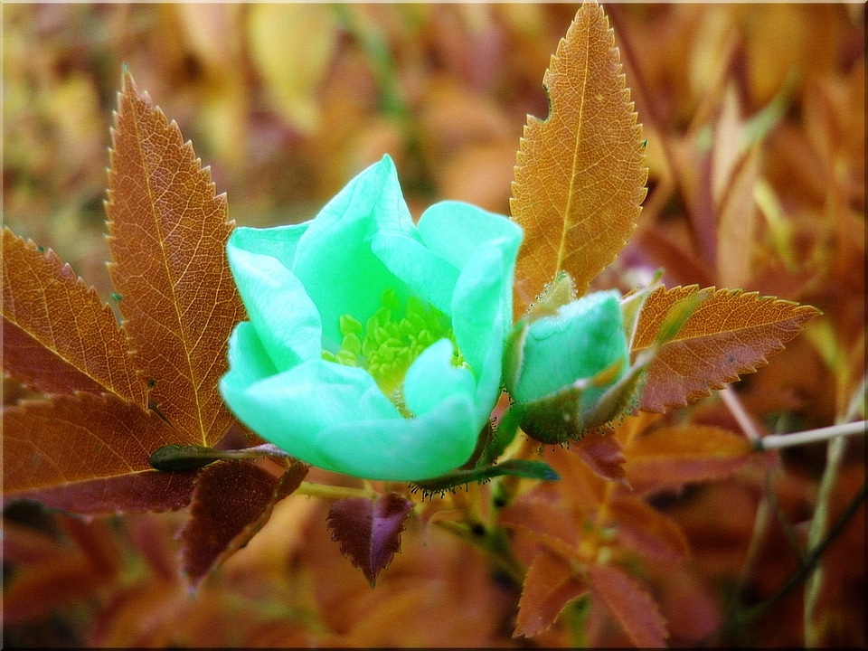 Rose blossom bloom
