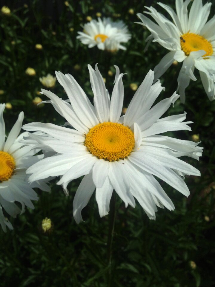 Floral blossom petal
