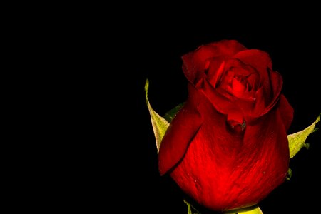 Rose blooms flower red rose