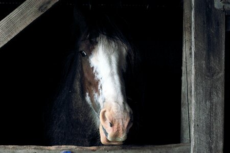 Animal farm brown photo