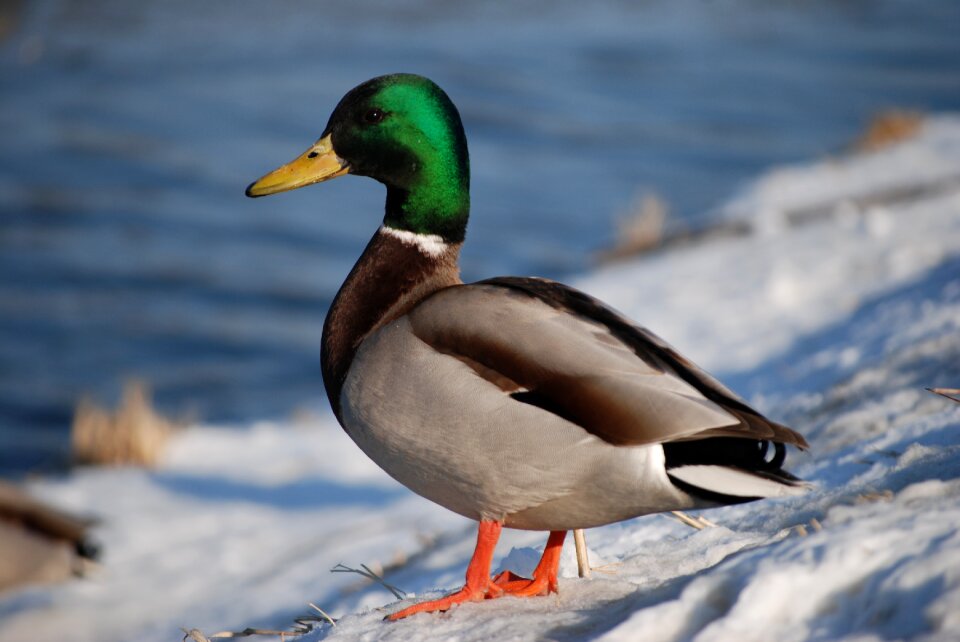 Wild bird duck ducks