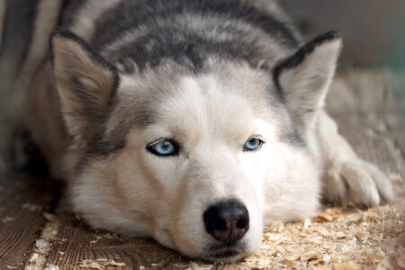 Resting head eyes