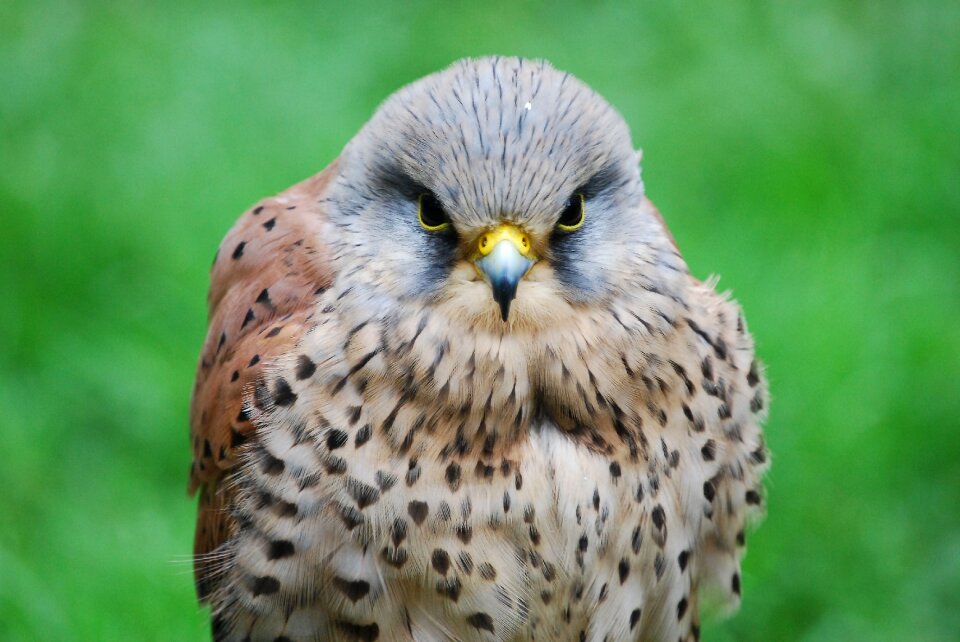 Hunter beak bird of prey