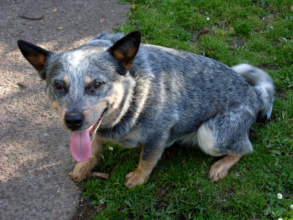 Animal canine mammal