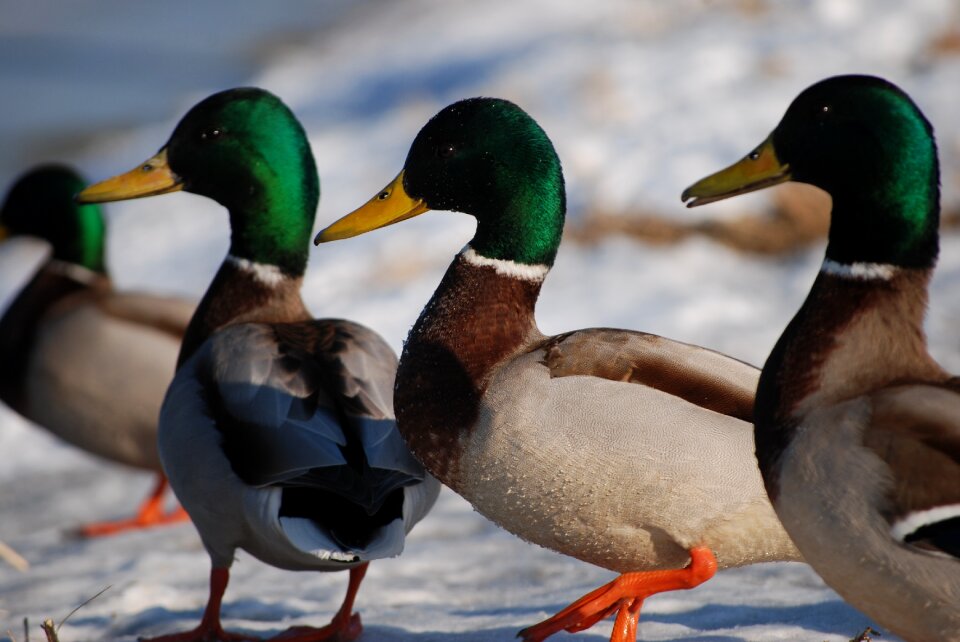 Water wild bird duck