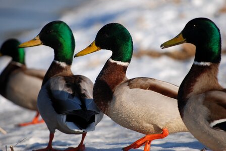 Water wild bird duck photo