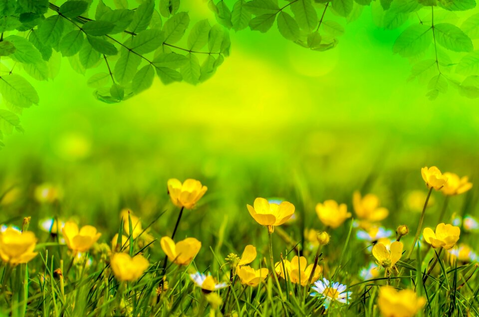 Field meadow easter photo