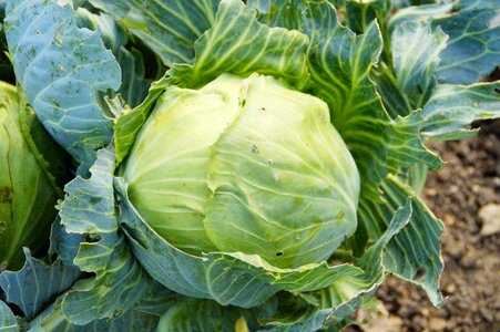 Vegetables vegetable patch food