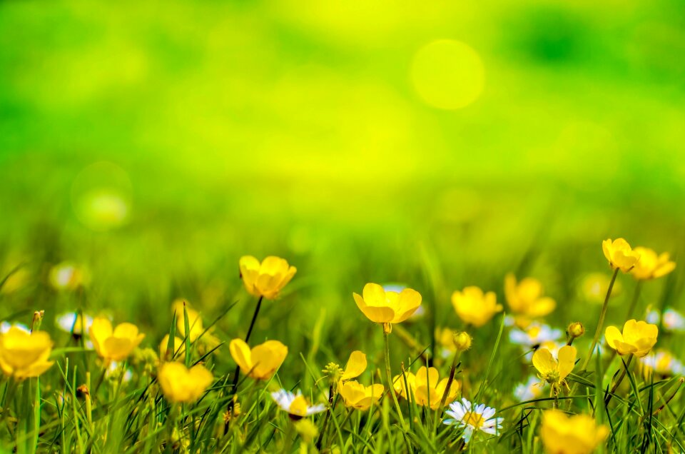 Yellow field meadow photo