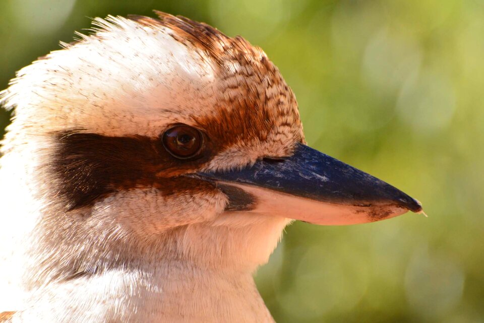 Wildlife aves avian