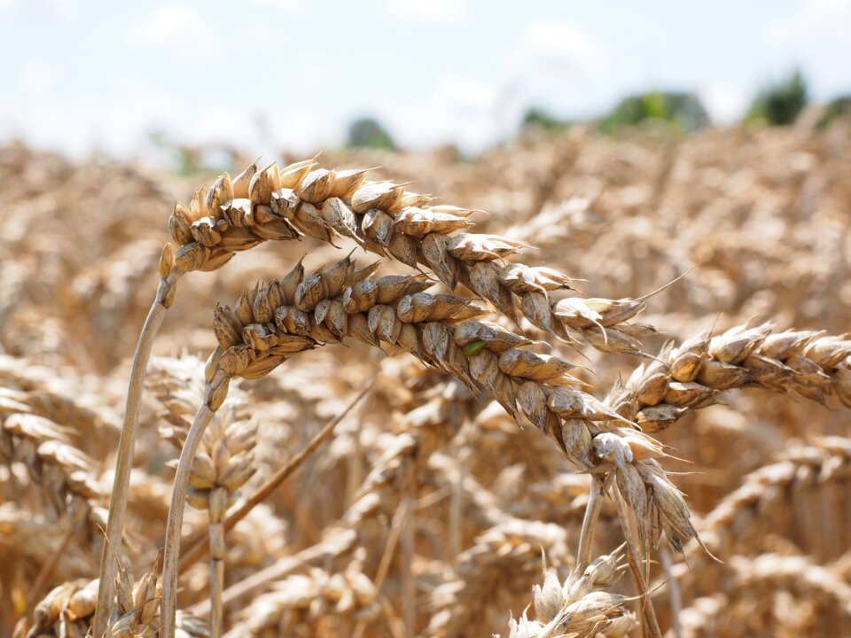 Cereals field wheat field