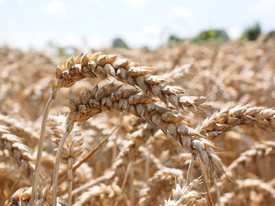 Cereals field wheat field photo