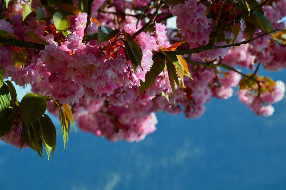 Bloom nature pink
