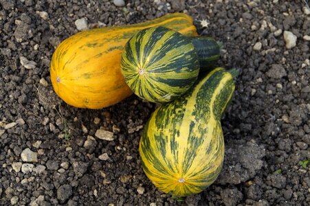 Decorative squashes autumn pumpkin
