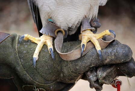 Powerful glove bird of prey photo