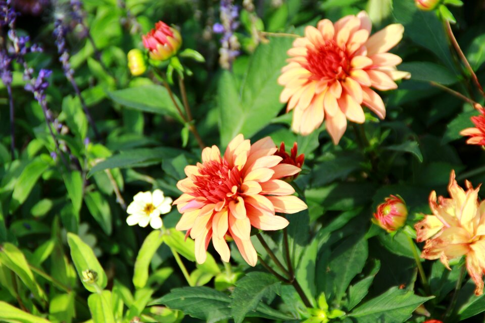 Floral summer natural