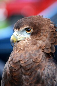 Predator falconry close-up photo