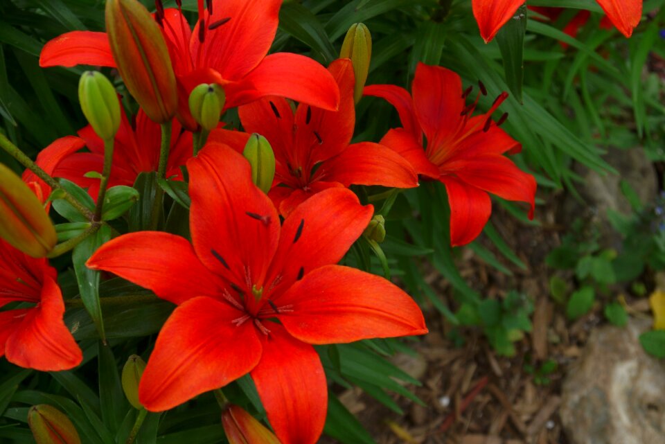 Floral blossom bloom