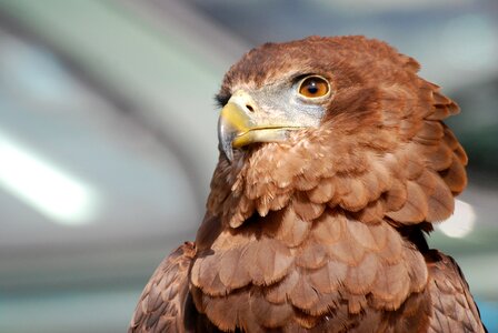 Predator falconry close-up photo