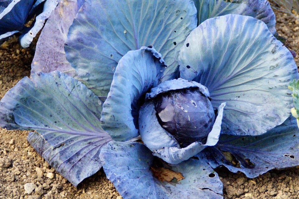 Winter vegetables food blue