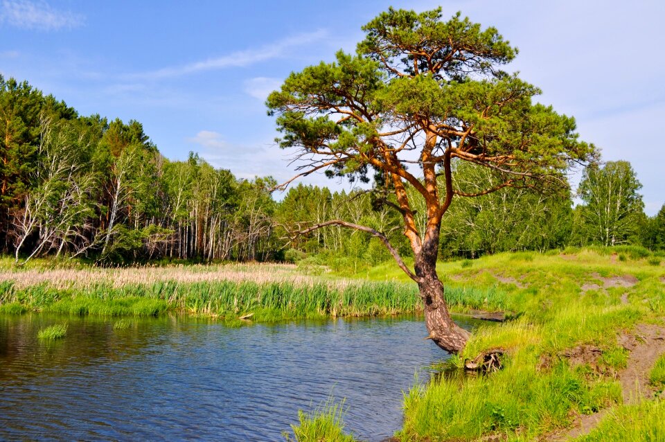 Forest nature landscape