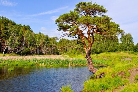 Forest nature landscape photo