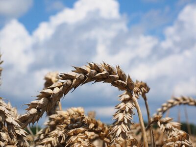 Grain field wheat field photo