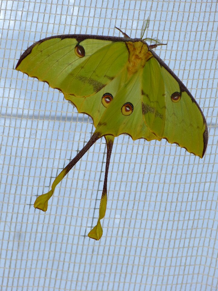 Eyespots large butterfly flying