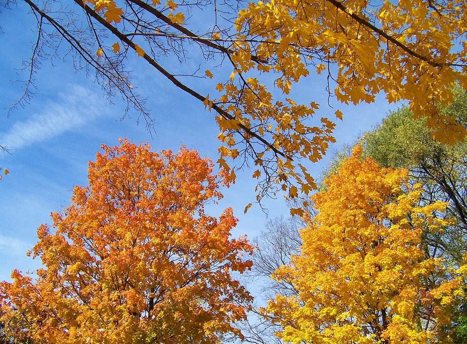 Autumn trees leaves