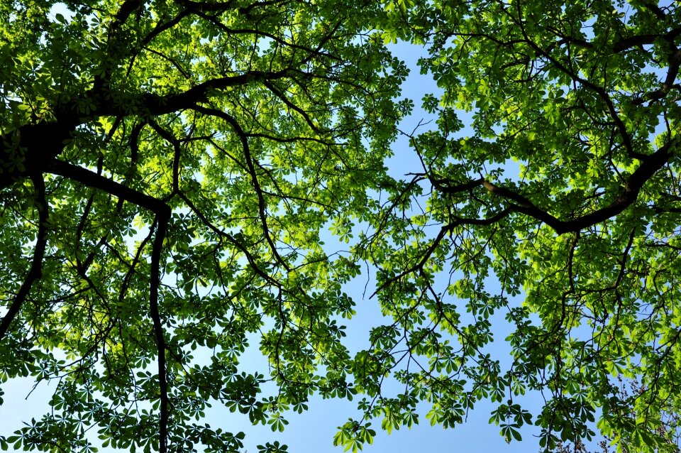 Leafy branches foliage