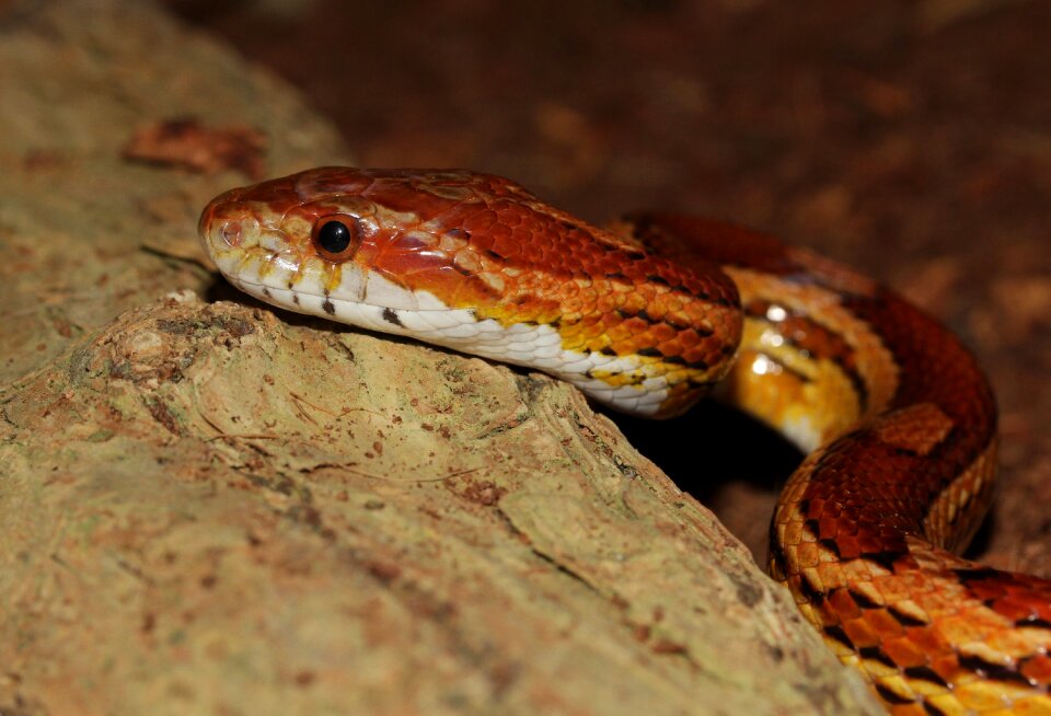 Terraristik scale reptile