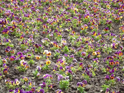 Plants natural blossom