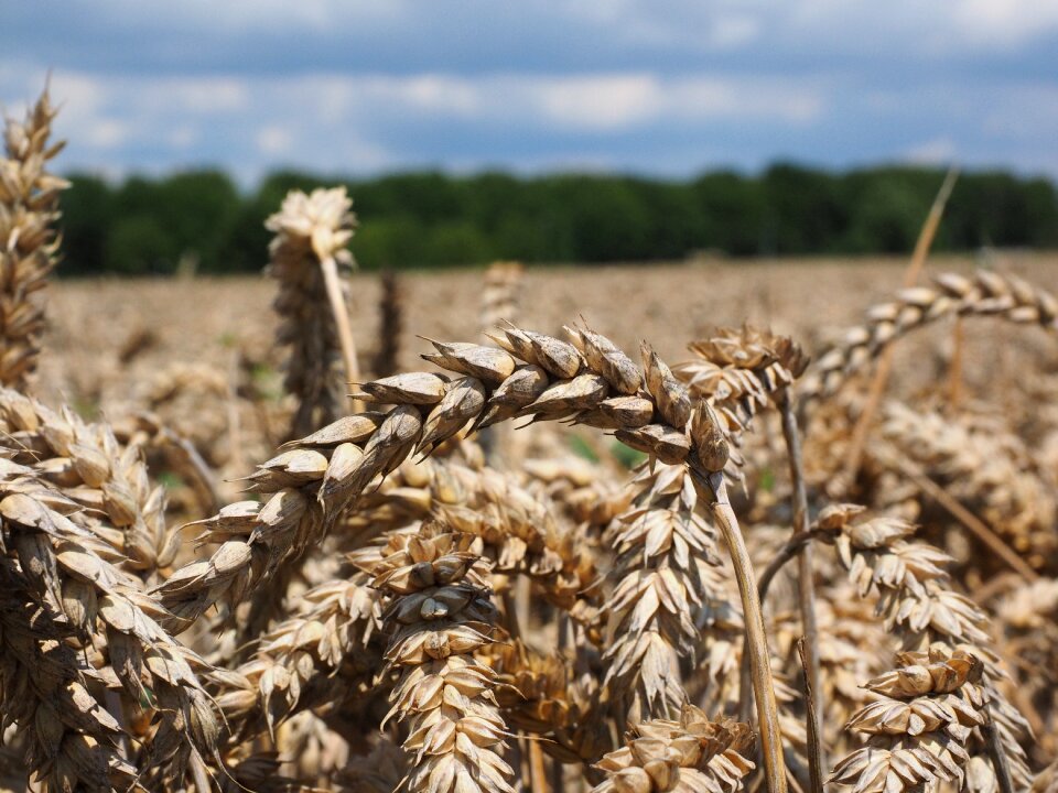 Grain field wheat field