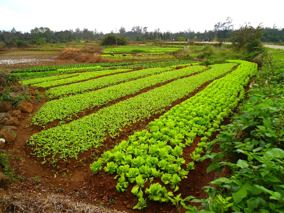 Nature outside field