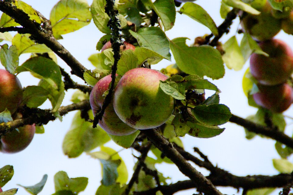 Fruit tree autumn october