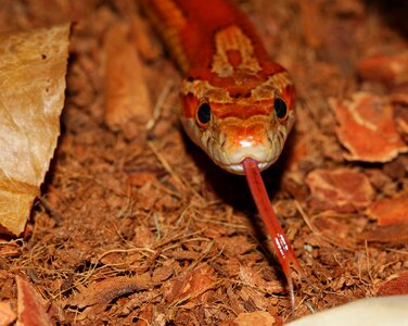 Pantherophis guttatus yellow terraristik