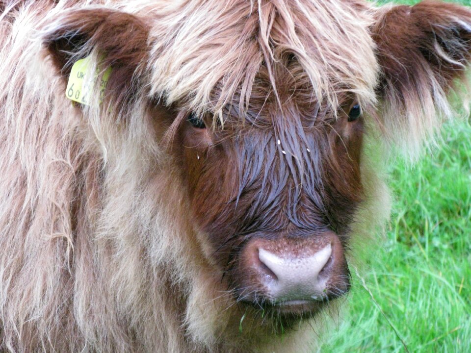 Livestock agriculture moor