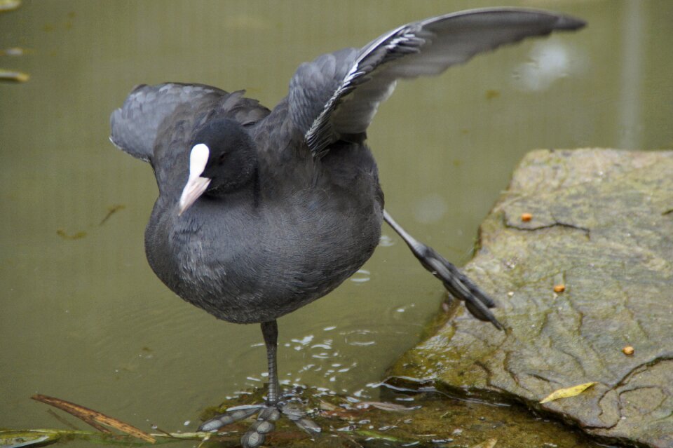 Bird single leg stance on one leg