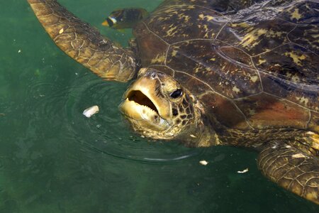 Sea turtle meeting kélonia