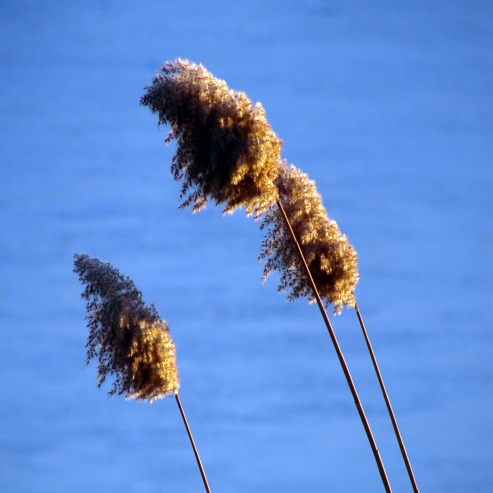 Flora floral spikes