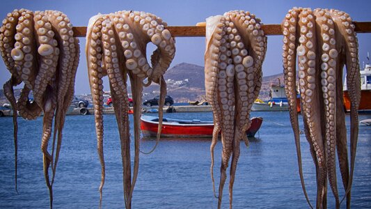 Fish greece fishing