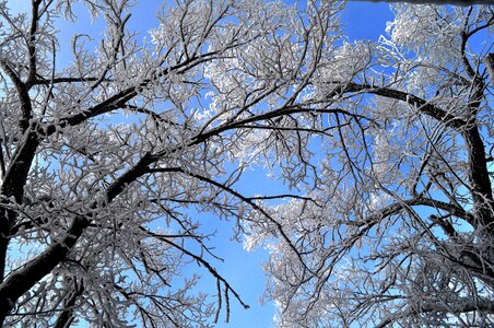 Snow trees sky photo
